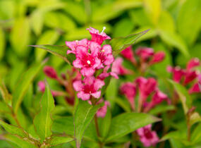 Vajgélie květnatá 'Bristol Ruby' - Weigela florida 'Bristol Ruby'