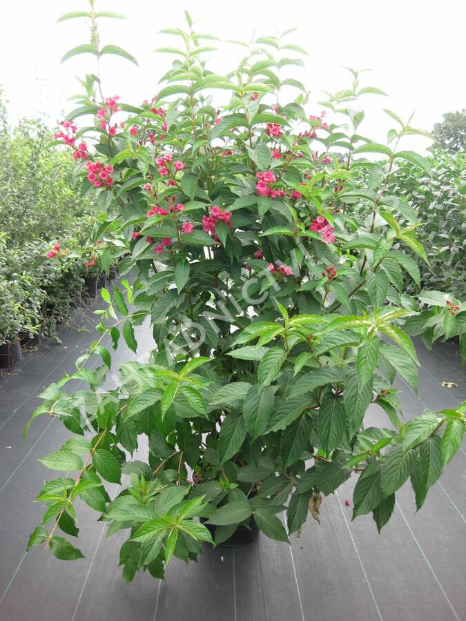 Vajgéliekvětnatá 'Bristol Ruby' - Weigela florida 'Bristol Ruby'