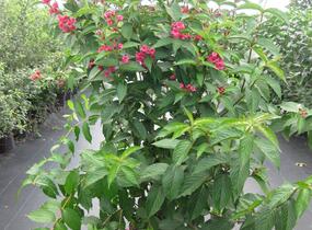 Vajgélie květnatá 'Bristol Ruby' - Weigela florida 'Bristol Ruby'