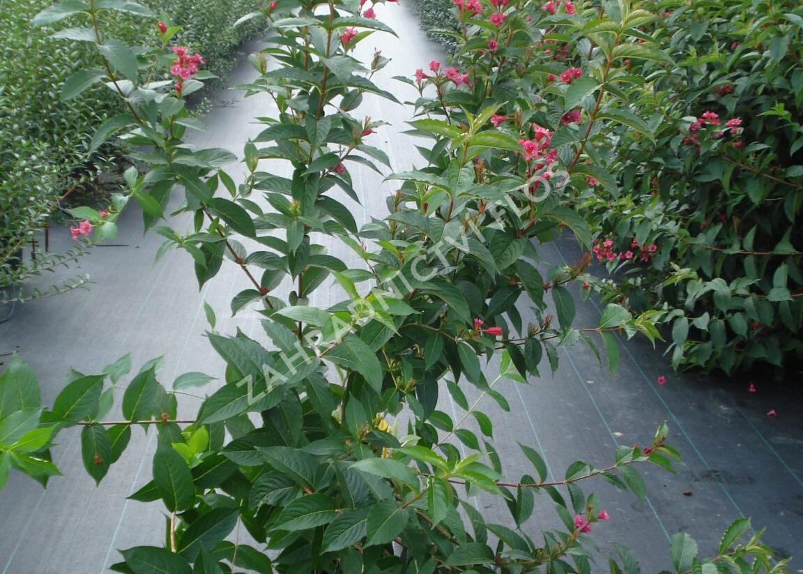 Vajgélie květnatá 'Bristol Ruby' - Weigela florida 'Bristol Ruby'