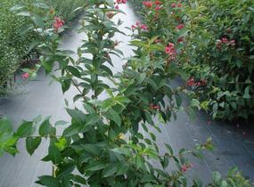 Vajgélie květnatá 'Bristol Ruby' - Weigela florida 'Bristol Ruby'