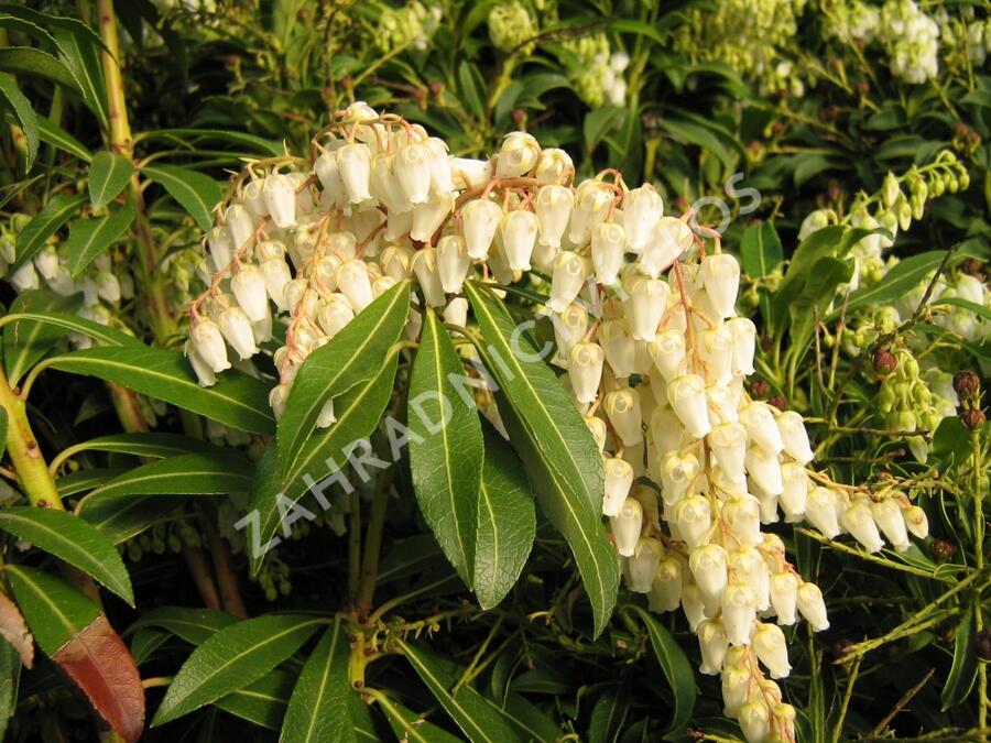 Pieris japonský - Pieris japonica
