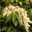 Pieris japonský - Pieris japonica