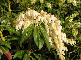 Pieris japonský - Pieris japonica