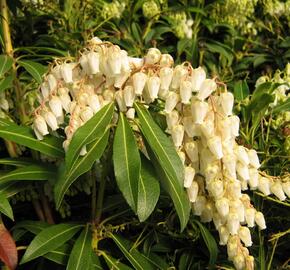 Pieris japonský - Pieris japonica