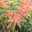 Pieris japonský - Pieris japonica