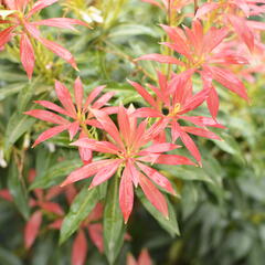 Pieris japonský - Pieris japonica