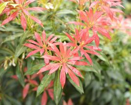 Pieris japonský