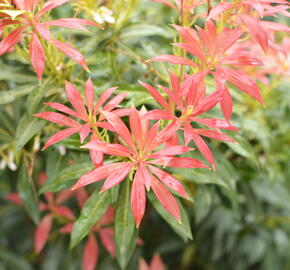 Pieris japonský - Pieris japonica