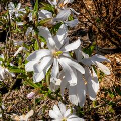 Šácholan hvězdokvětý - Magnolia stellata