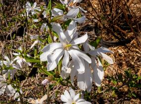 Šácholan hvězdokvětý - Magnolia stellata