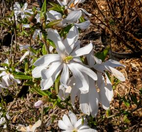 Šácholan hvězdokvětý - Magnolia stellata