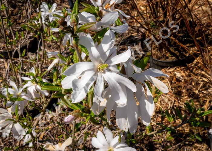 Šácholan hvězdokvětý - Magnolia stellata