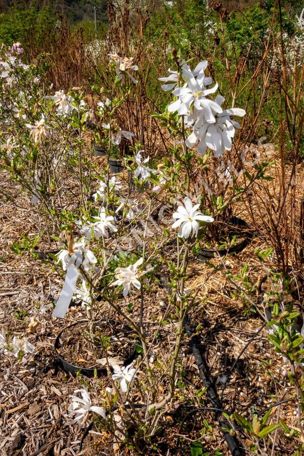 Šácholan hvězdokvětý - Magnolia stellata