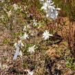 Šácholan hvězdokvětý - Magnolia stellata