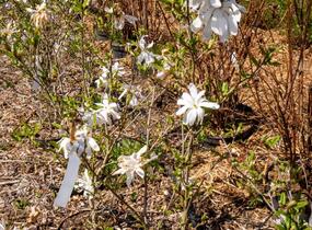 Šácholan hvězdokvětý - Magnolia stellata