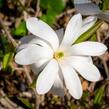 Šácholan hvězdokvětý - Magnolia stellata