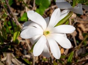 Šácholan hvězdokvětý - Magnolia stellata
