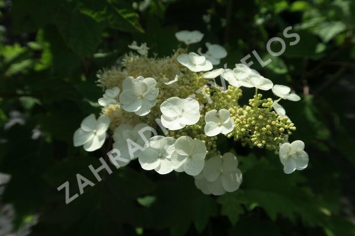 Hortenzie dubolistá - Hydrangea quercifolia