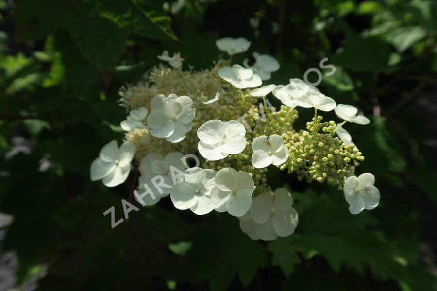 Hortenzie dubolistá - Hydrangea quercifolia