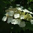 Hortenzie dubolistá - Hydrangea quercifolia