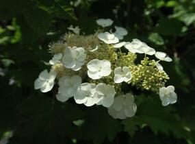 Hortenzie dubolistá - Hydrangea quercifolia