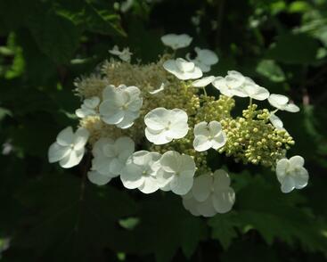 Hortenzie dubolistá