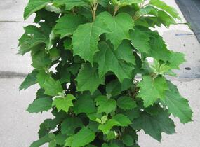Hortenzie dubolistá - Hydrangea quercifolia