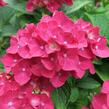 Hortenzie velkolistá 'Masja' - Hydrangea macrophylla 'Masja'