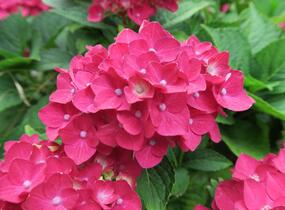Hortenzie velkolistá 'Masja' - Hydrangea macrophylla 'Masja'