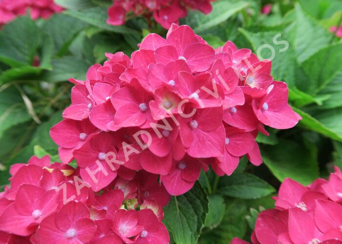 Hortenzie velkolistá 'Masja' - Hydrangea macrophylla 'Masja'