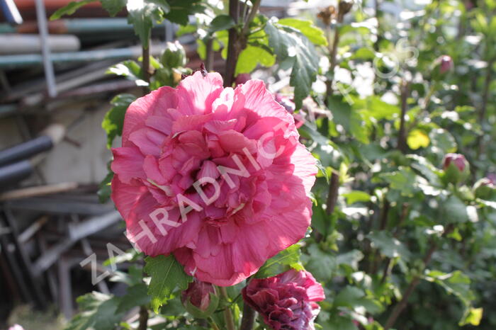 Ibišek syrský 'Duc de Brabant' - Hibiscus syriacus 'Duc de Brabant'