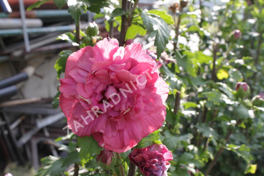 Ibišek syrský 'Duc de Brabant' - Hibiscus syriacus 'Duc de Brabant'