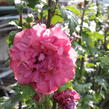 Ibišek syrský 'Duc de Brabant' - Hibiscus syriacus 'Duc de Brabant'