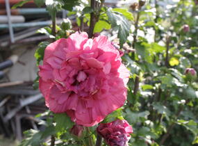 Ibišek syrský 'Duc de Brabant' - Hibiscus syriacus 'Duc de Brabant'