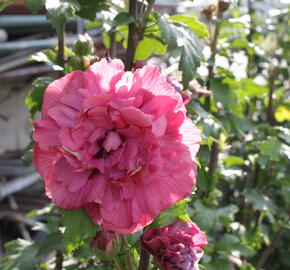 Ibišek syrský 'Duc de Brabant' - Hibiscus syriacus 'Duc de Brabant'