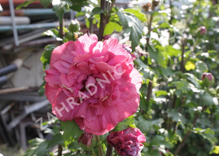 Ibišek syrský 'Duc de Brabant' - Hibiscus syriacus 'Duc de Brabant'