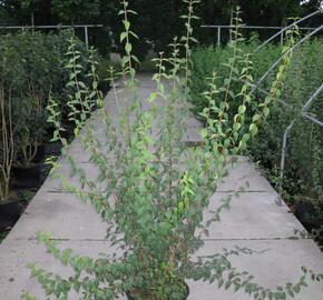 Pustoryl Lemonův - Philadelphus lemoinei