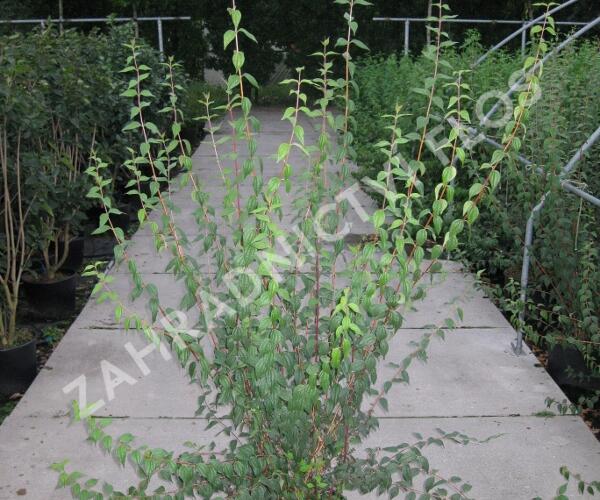 Pustoryl Lemonův - Philadelphus lemoinei