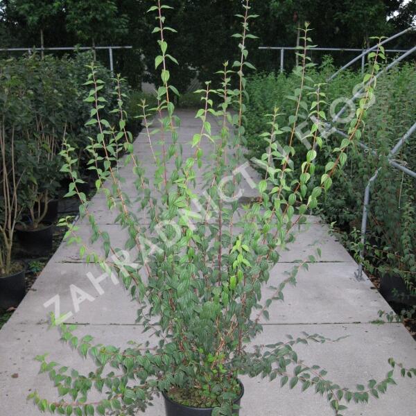 Pustoryl Lemonův - Philadelphus lemoinei