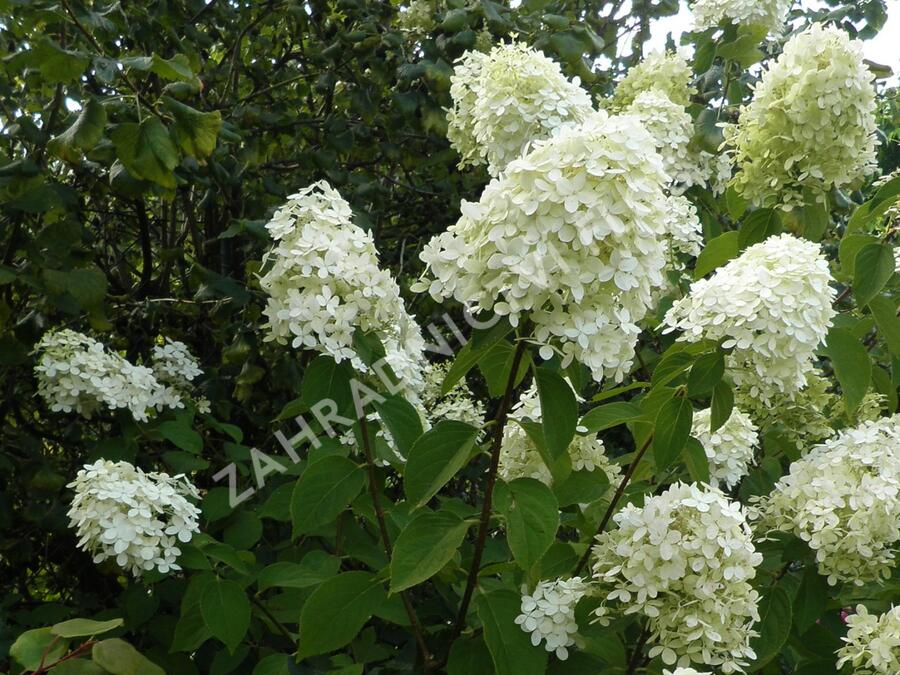 Hortenzie latnatá 'Limelight' - Hydrangea paniculata 'Limelight'