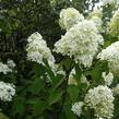 Hortenzie latnatá 'Limelight' - Hydrangea paniculata 'Limelight'