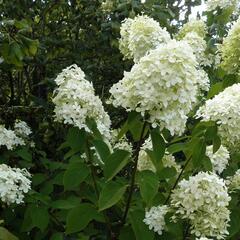 Hortenzie latnatá 'Limelight' - Hydrangea paniculata 'Limelight'