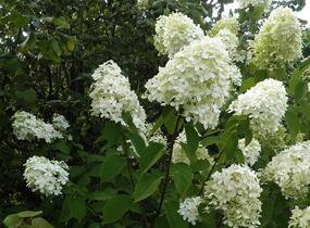 Hortenzie latnatá 'Limelight' - Hydrangea paniculata 'Limelight'