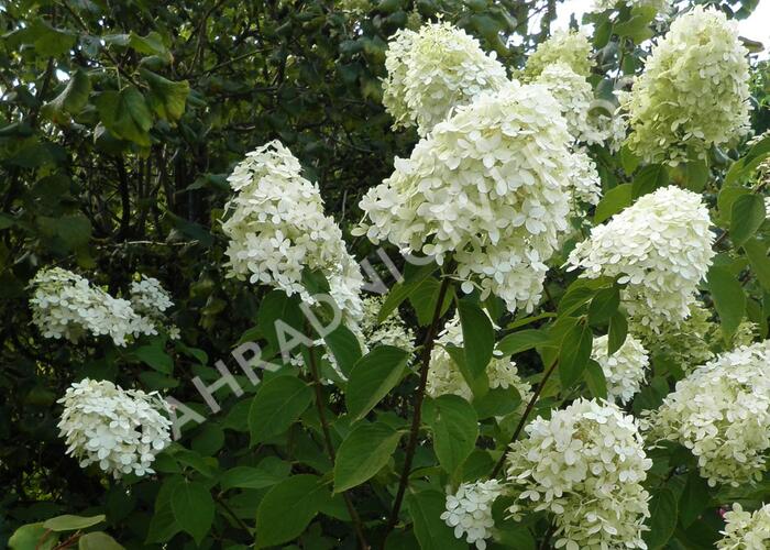 Hortenzie latnatá 'Limelight' - Hydrangea paniculata 'Limelight'