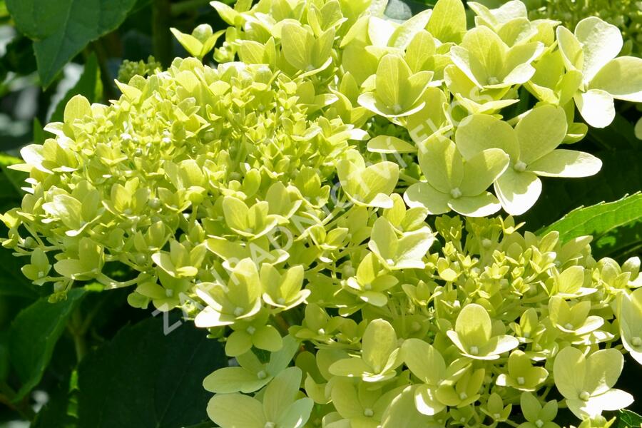Hortenzie latnatá 'Limelight' - Hydrangea paniculata 'Limelight'