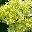 Hortenzie latnatá 'Limelight' - Hydrangea paniculata 'Limelight'