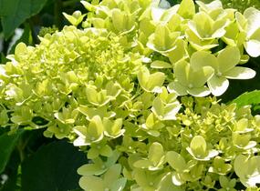 Hortenzie latnatá 'Limelight' - Hydrangea paniculata 'Limelight'