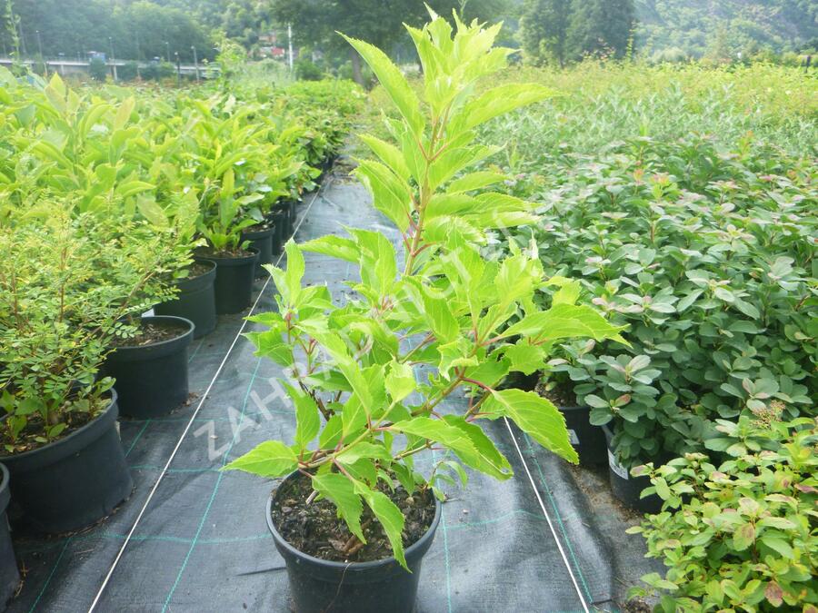 Hortenzie latnatá 'Levana' - Hydrangea paniculata 'Levana'