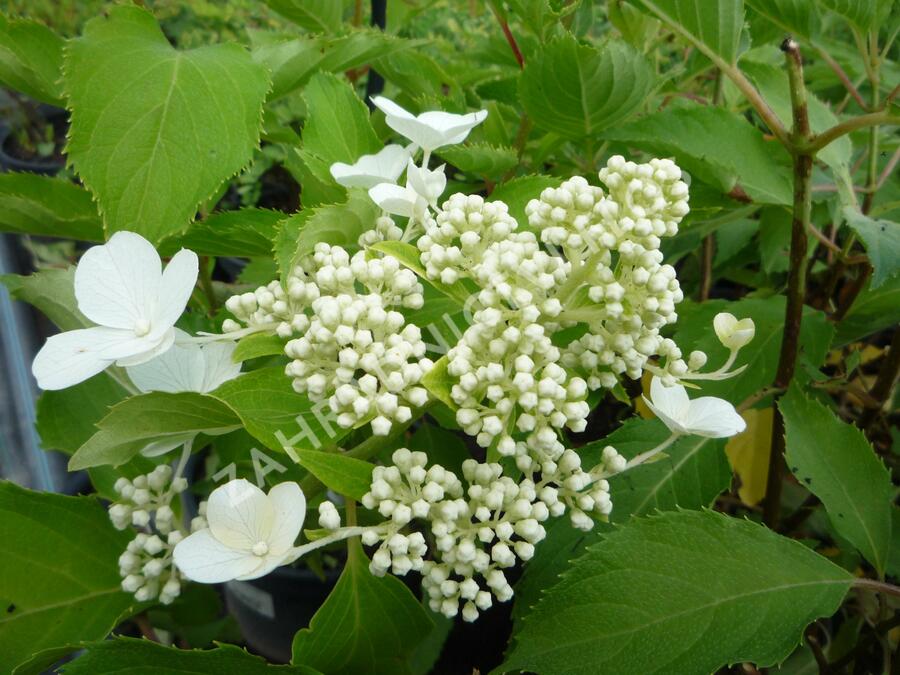 Hortenzie latnatá 'Levana' - Hydrangea paniculata 'Levana'